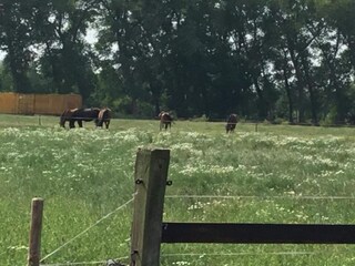 Ferienhaus Boxtel Umgebung 18