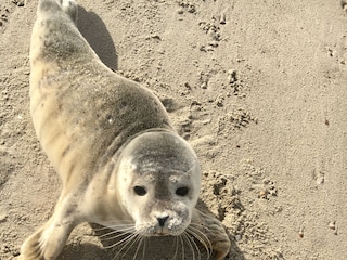 Ferienhaus Kamperland Umgebung 22