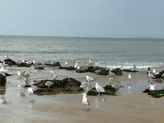 Apartamento Knokke-Heist Entorno 55