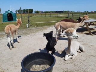 Vakantiehuis Workum Omgeving 29