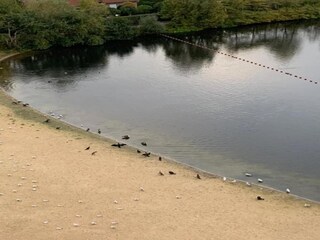 Apartment Knokke-Heist Umgebung 33