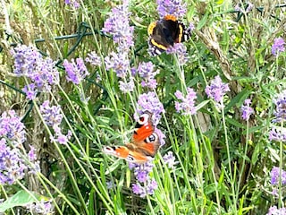 in unserem Garten