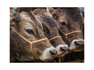 Unser schönes Allgäu