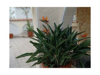 Terace