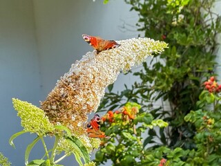 Ferienwohnung Born an der Darß Außenaufnahme 2