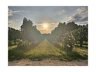 wine yards directly on the villa