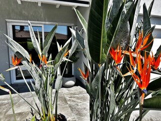 flowers for summertime