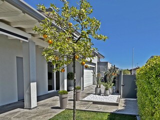 orange tree