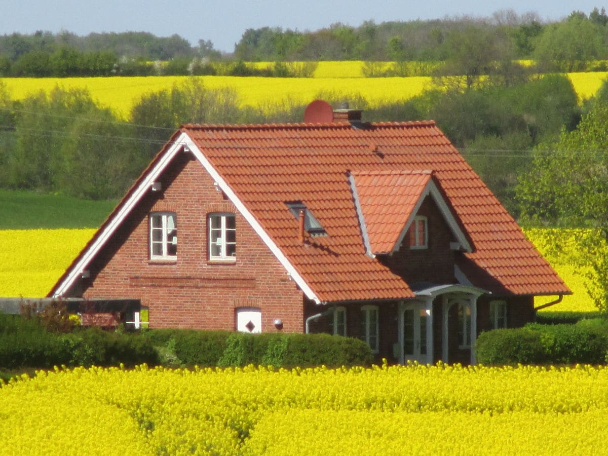 Högelia bei der Rapsblüte