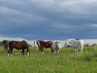 Ferienhaus Adelsö  13