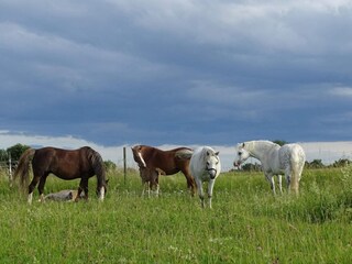 Holiday house Adelsö  13