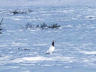 Ferienhaus Hemsedal  15