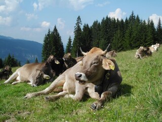 Idylle pur