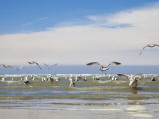 Vakantiepark Blankenberge Omgeving 21