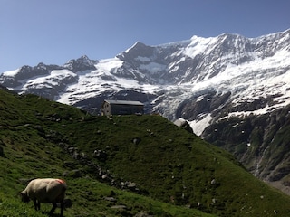 Bäregghütte mit Fiescherwand