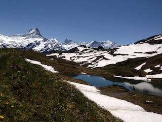 Bachalpsee mit Schreckhorn, Finsteraarhorn