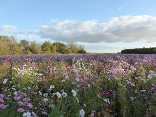 Type de propriété : Ferme Giroux Environnement 31