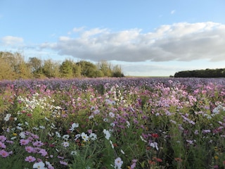 Boerderij Giroux Omgeving 33