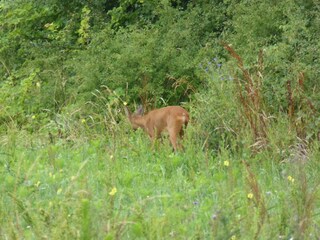 Farmhouse Giroux Environment 42