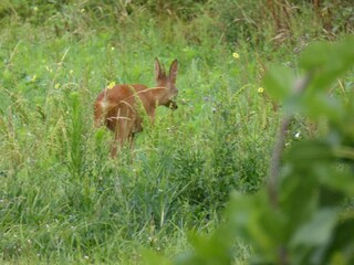 Bauernhof Giroux Umgebung 31