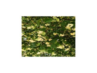 Vakantiehuis Beli Buitenaudio-opname 1