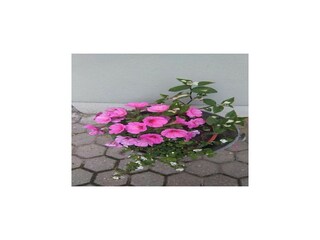 Vakantiehuis Beli Buitenaudio-opname 6