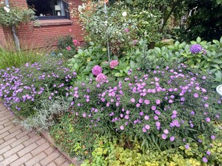 Garten im Sommer