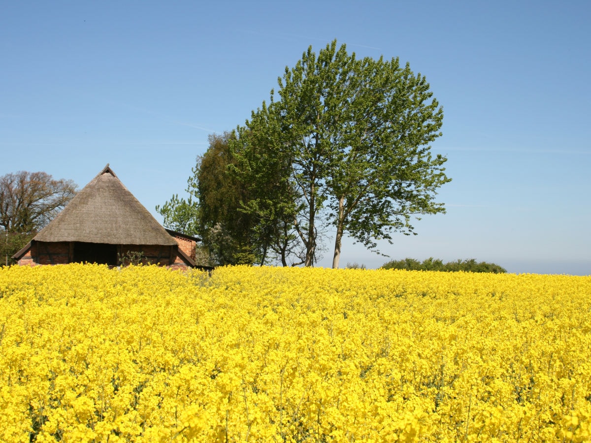 Ferienhaus Jonas Rerik Firma Ferienhausvermittlung Kd