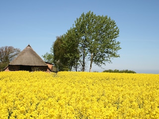 Rapsblüte