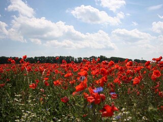 Mohnblüte