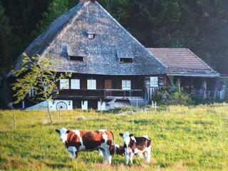 Appartamento per vacanze Hinterzarten Ambiente 13