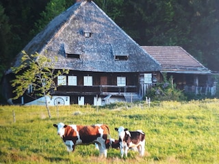 Vakantieappartement Hinterzarten Omgeving 13