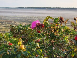 Holiday house Henne Strand  27