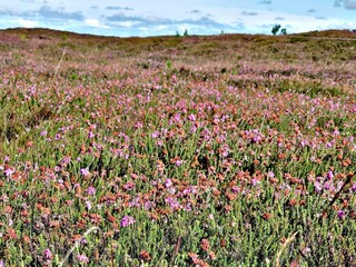 Casa de vacaciones Henne Strand  36