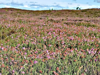 Ferienhaus Henne Strand  19