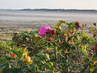 Ferienhaus Henne Strand  22