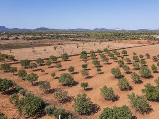 Appartamento per vacanze Ses Salines Ambiente 18