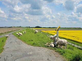 Vakantiehuis Westerbur Omgeving 39