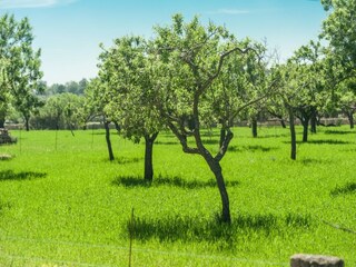 Villa Alaró Grabación al aire libre 29