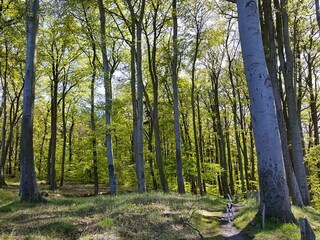 Wald