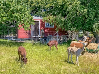 Tiny House auf der Alpaka-Farm