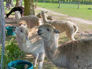 Alpakas