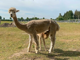 Alpakas