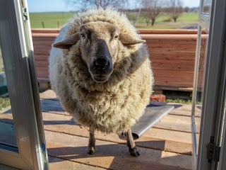 Schaf Zwegge auf der Terrasse