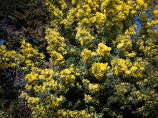 Holiday house Mandelieu-la-Napoule Environment 45