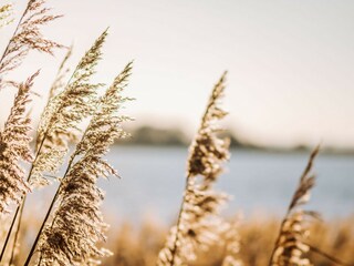 Appartamento per vacanze Mursewiek Ambiente 17