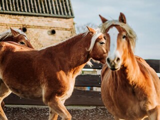 Appartement de vacances Mursewiek Environnement 19