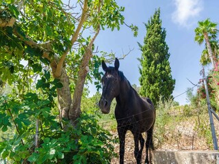 Villa Sant Llorenc des Cardassar Omgeving 43