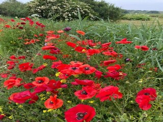Ferienpark La Puebla de Roda Umgebung 23