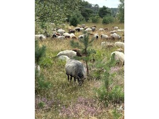 Heidschnucken